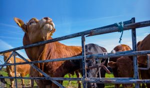 Trevedra Farm Cows